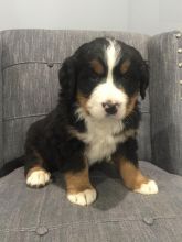 Bernese mountain puppies for adoption