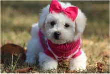 male and female home raise Bichon Frise puppies,