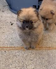 Pomeranian Puppies for adoption Text (804) 463-5877