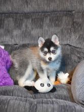 Pomsky puppies for adoption