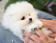 Sweet Male And Female Pomeranian puppies For Free Adoption. Text us via (804) 463-5877