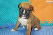 These Boxer puppies are ready