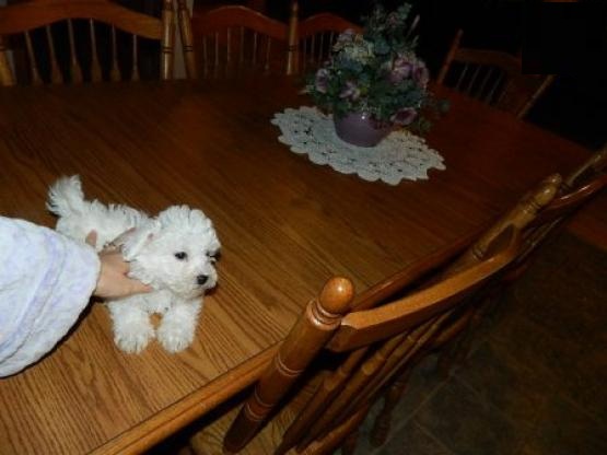 Bichon frise puppies for adoption Image eClassifieds4u