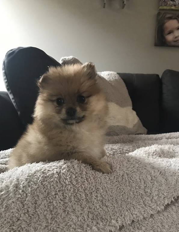 Charming Ckc Pomeranian Puppies For Adoption (804) 463-5877 Image eClassifieds4u