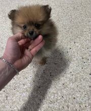 ✔✔Affectionate Teacup Pomeranian Puppies Available Now✔✔ (804) 463-5877 Image eClassifieds4U