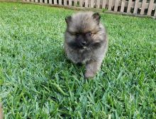 ❤️❤️ Pomeranian puppies Ready now (male and female ) Text (804) 463-5877 ❤️❤️ Image eClassifieds4U