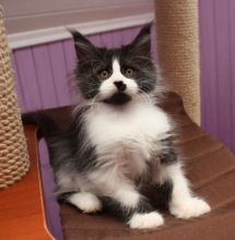 Adorable 12 weeks old Maine Coon kittens available. Image eClassifieds4U