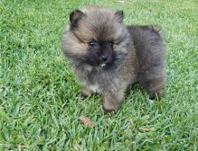 Purebred Pomeranian puppies (804) 463-5877 Image eClassifieds4U