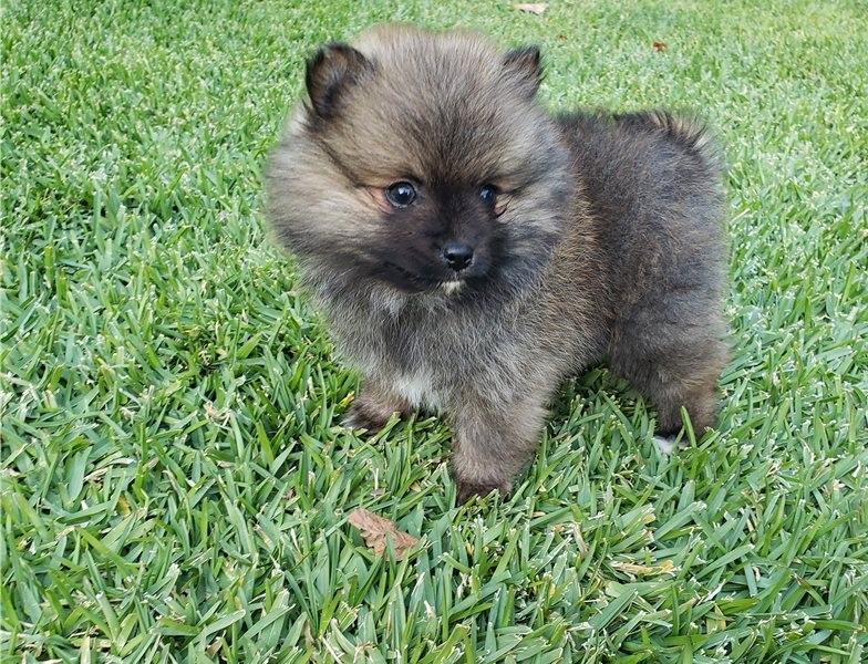 Purebred Pomeranian puppies (804) 463-5877 Image eClassifieds4u
