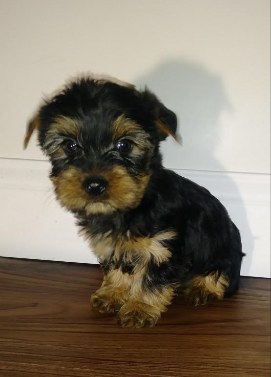 Yorkie puppies for adoption Image eClassifieds4u