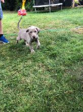 Kc Registered Weimaraner Puppy