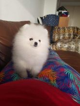 Lovely Teacup Pomeranian Puppies for adoption.