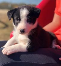 adorable Border Collie puppies