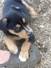 Australian Kelpie Puppies