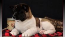 beautiful Akita puppies availabl