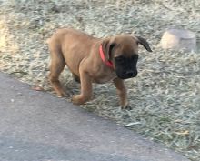 beautiful male and female Bullmastiff puppies