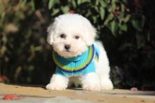 Bichon Frise puppies