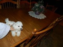 Bichon frise puppies for adoption