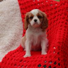 Cavalier king charles spaniel puppies for adoption