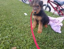 Cute Airedale Terrier Puppies