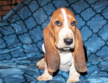 Lovely Basset Hound puppies