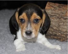 male and female Beagle puppies