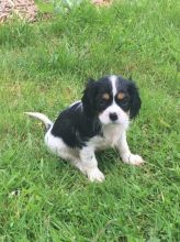 Stunning Kc Registered Cavalier King Charles Spaniel Puppies