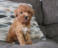 Toy poodle puppies for adoption