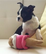 Two Boston terrier puppies available