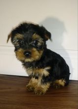 Yorkie puppies for adoption