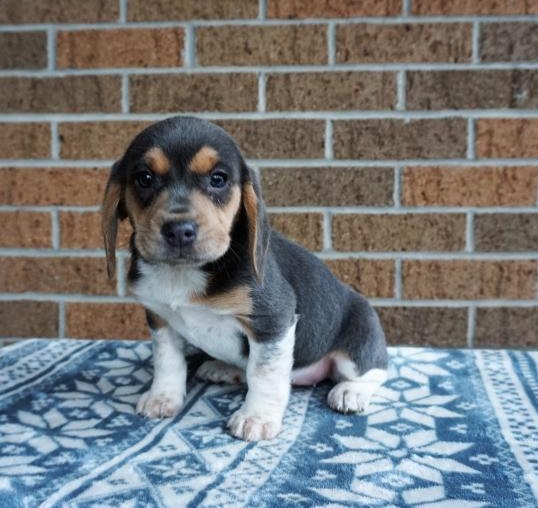 Beagle puppies for adoption Image eClassifieds4u