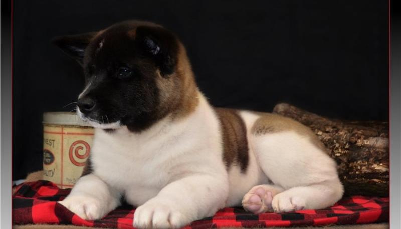 beautiful Akita puppies availabl Image eClassifieds4u