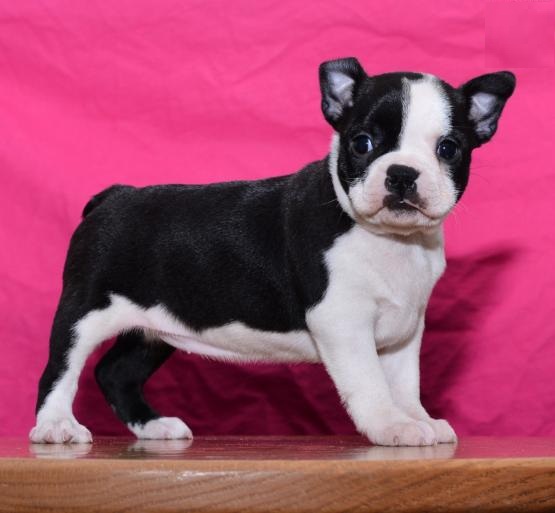 Boston terrier puppies for adoption Image eClassifieds4u