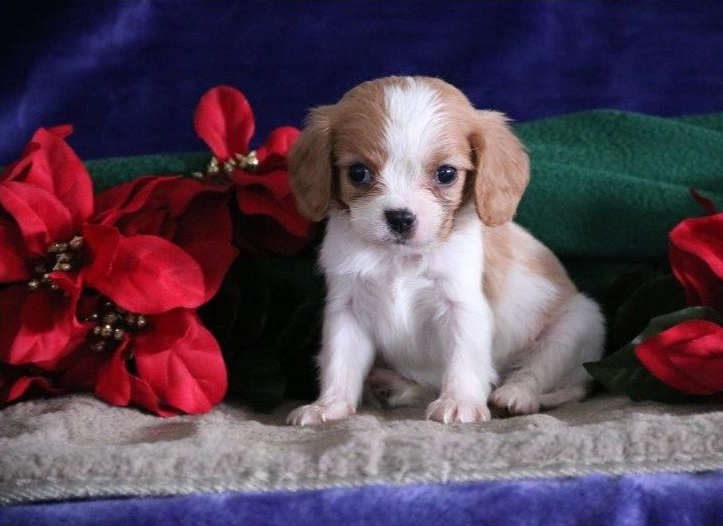 Cavalier King Charles Spaniel puppies Image eClassifieds4u