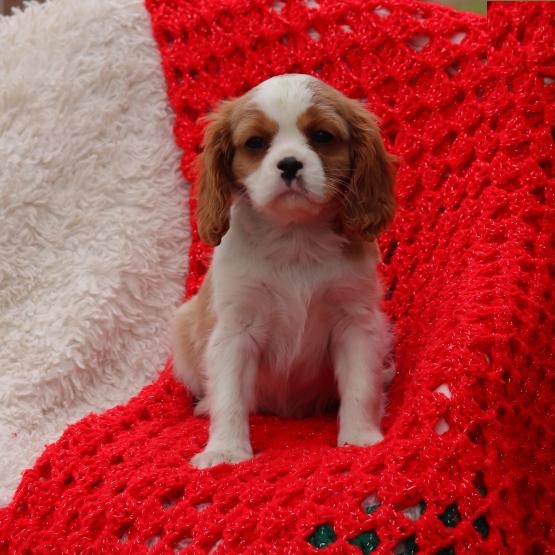 Cavalier king charles spaniel puppies for adoption Image eClassifieds4u