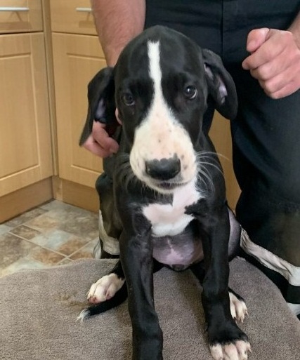 Great Dane Puppies Image eClassifieds4u