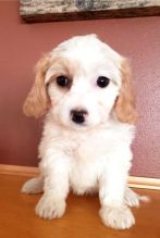 11 weeks old Cavachon puppies Image eClassifieds4U