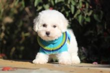 Bichon Frise puppies Image eClassifieds4U