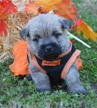 Cairn Terrier puppies Image eClassifieds4U