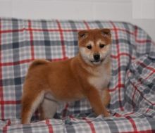 Shiba inu puppies for adoption Image eClassifieds4U