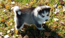 Two Alaskan Malamute Puppies Image eClassifieds4U