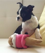 Two Boston terrier puppies available Image eClassifieds4U