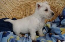 Westie puppies for adoption Image eClassifieds4U