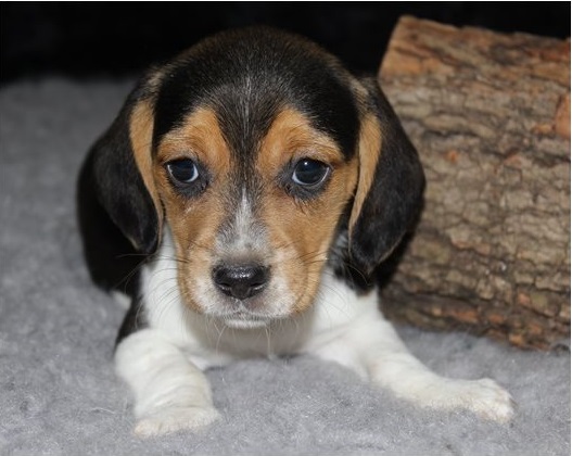 male and female Beagle puppies Image eClassifieds4u