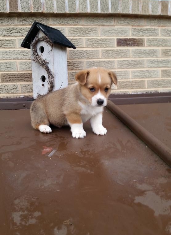 Pembroke welsh corgi puppies for adoption Image eClassifieds4u
