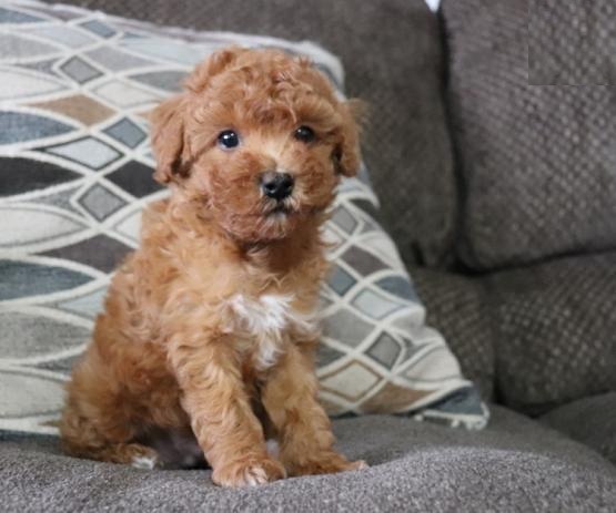 Toy poodle puppies for adoption Image eClassifieds4u