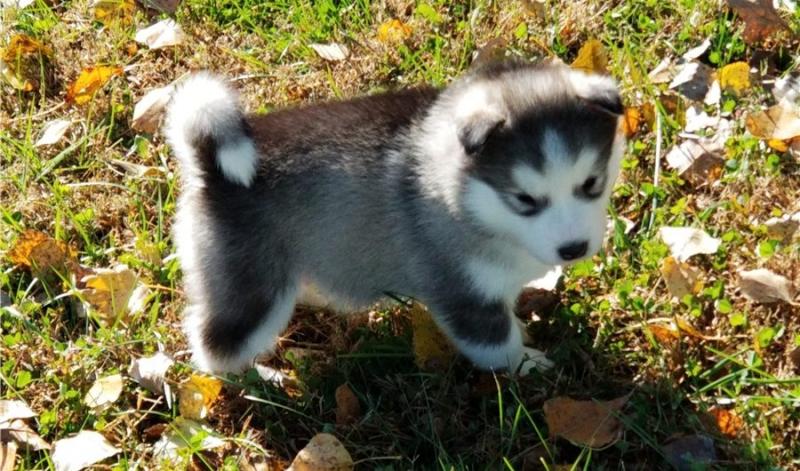Two Alaskan Malamute Puppies Image eClassifieds4u