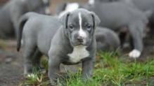 Blue nose American Pitbull terrier puppies available