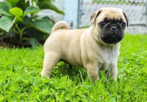 Pug Puppies,2 pups left. Image eClassifieds4u