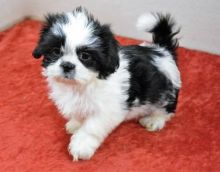 C.K.C MALE AND FEMALE SHIH TZU PUPPIES AVAILABLE